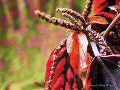 آکالیفا ویلکزیانا